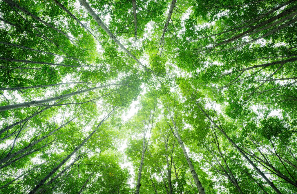 Création d'un portail d'observation pour l’Office Français de la Biodiversité